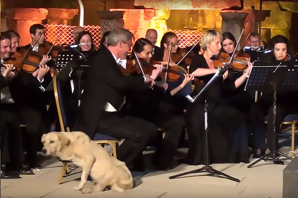 Лабрадор вышел на сцену во время выступления Венского камерного оркестра в Эфесе